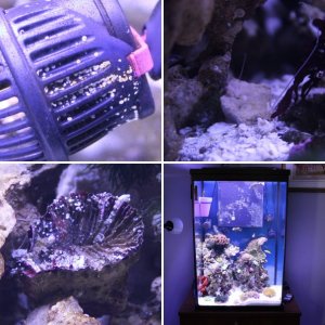Fish 47 Gallon