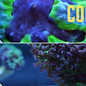 coral care