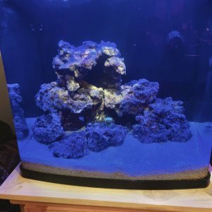 My First Reef Aquarium