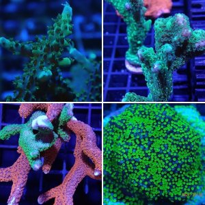 Acropora, Montipora, Seriatopra and related.