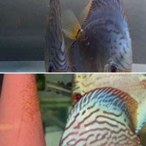 Fish available