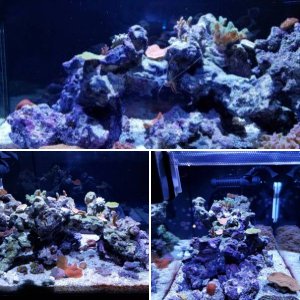 Fluval13.5 Evo Nano Mixed Reef