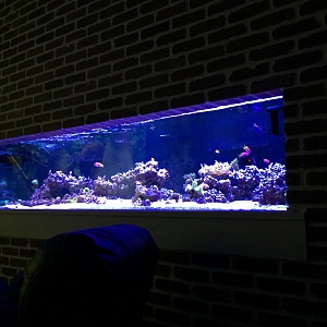 400G Basement Reef