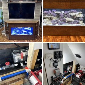 75 Gallon Entertainment Display Tank