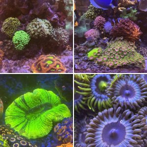 Red Sea Peninsula 500