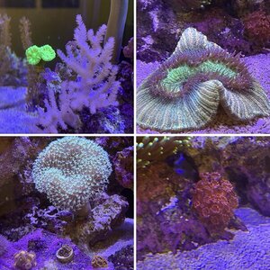 Red Sea Xl and XXL