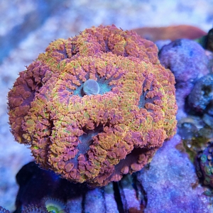 Fathom Reef