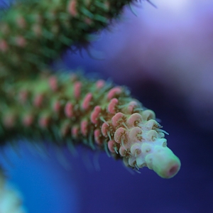 Boom Corals SPS Spotlight