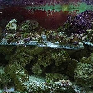YouTube: full tour of stunning large SPS reef tank - YouTube