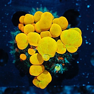 Coralust Yellow Orange Bubble Bounce Shroom $2100