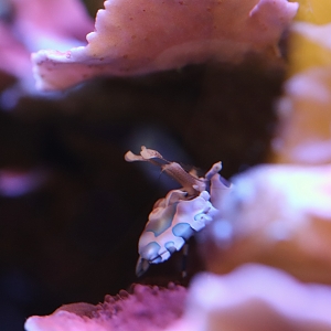 Harlequin shrimp peaking out of montipora