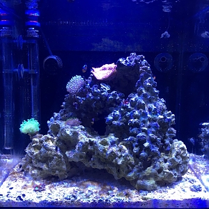 Greg's Mixed Reef