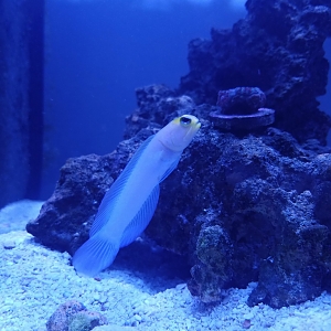 Pearly Jawfish