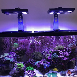 Tank View