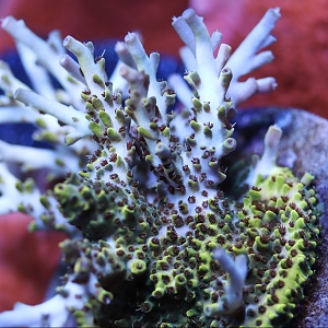 Unique Corals Bananarama