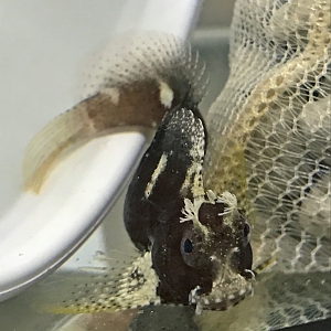Starry Blenny in QT 7-16-17