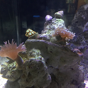 Duncan, zoas, torch corals