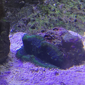 Carpet anemone