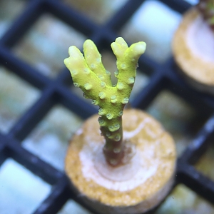 Bio-reef anacropora frag