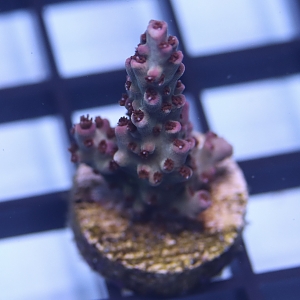 Unique Corals Cotton Candy