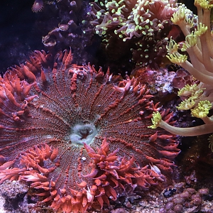 Giant red rock anemone