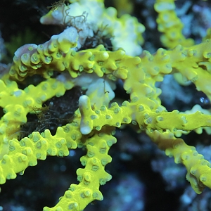 Bio-reef Anacropora