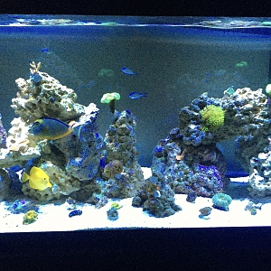 fts alexr