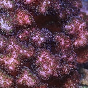 Hawaiian Pink Pocillopora