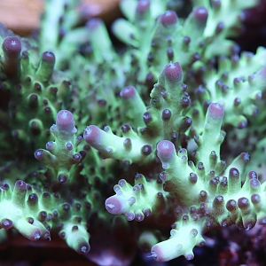 Unique Corals Torquiose Stunner