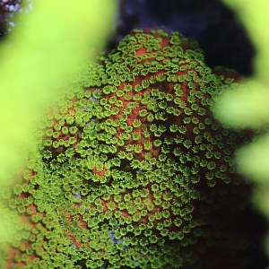 Sunset Montipora