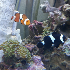 Percula/black ocelleris pair