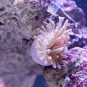 Anemone Feeding