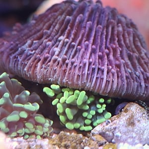Off roading plate coral on torch