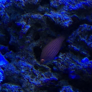 Pink Streaked Wrasse