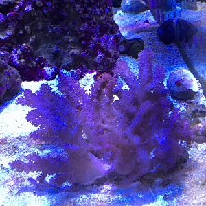 Cauliflower Colt Coral