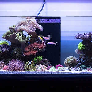 FTS Feb 2017