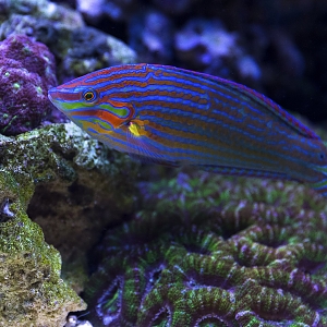 Melanurus Wrasse