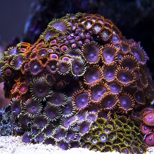 Pile of zoas