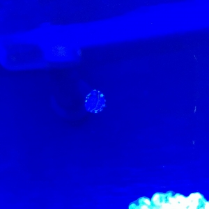 First baby Trochus