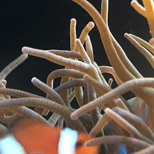 Branching Anemone