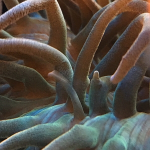 Branching Anemone