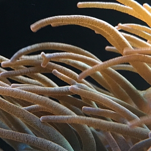 Branching Anemone