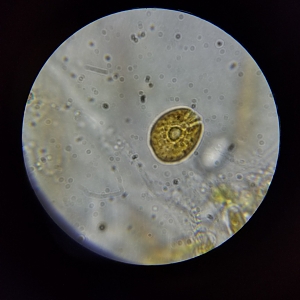 Large Cell Amphidinium