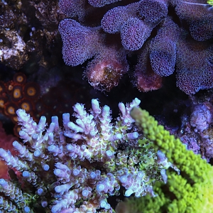 Coral fight!