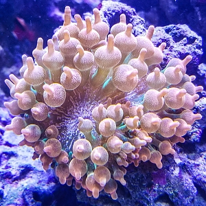 Rainbow Bubble Tip