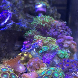 Tank - Zoas