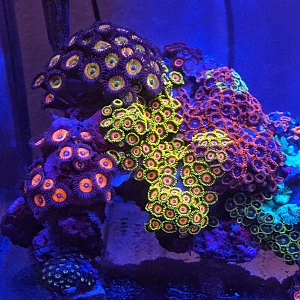 Zoas and Palys for days