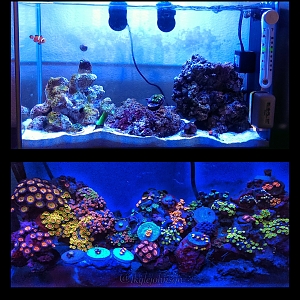 Zoas and Palys