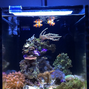 Tank shot