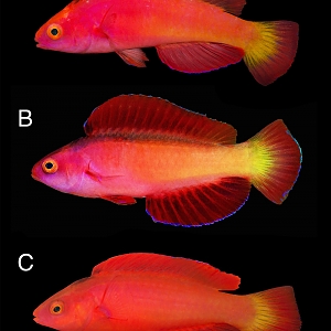 Cirrhilabrus-shutmani-appearance